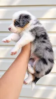 Ace , a male Australian Shepherd for sale in Narvon, PA – 3 of 6