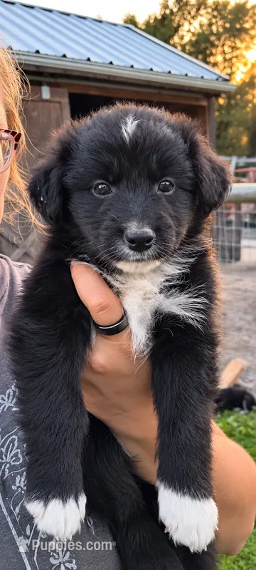 Cash  – Australian Shepherd puppy for sale in Narvon, PA