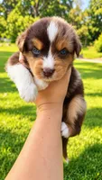 Boone , a male Australian Shepherd for sale in Narvon, PA – 5 of 10