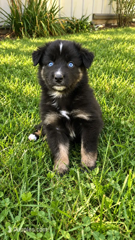 Cayce  – Australian Shepherd puppy for sale in Narvon, PA