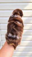 Boone , a male Australian Shepherd for sale in Narvon, PA – 3 of 10