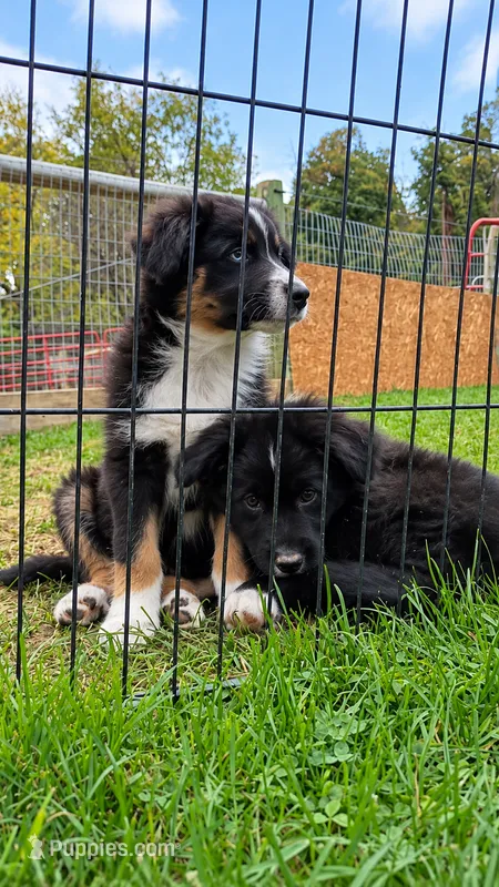 Huston  – Australian Shepherd puppy for sale in Narvon, PA