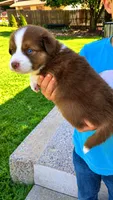 Canyon , a male Australian Shepherd for sale in Narvon, PA – 6 of 7
