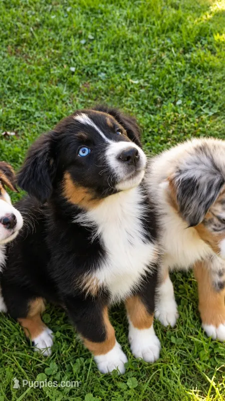 Huston  – Australian Shepherd puppy for sale in Narvon, PA