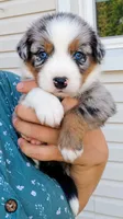 Cowboy, a male Australian Shepherd for sale in Narvon, PA – 3 of 4
