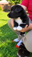 Cash , a male Australian Shepherd for sale in Narvon, PA – 2 of 4