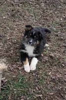 Sutton , a female Australian Shepherd for sale in Narvon, PA – Photo 3 of 6