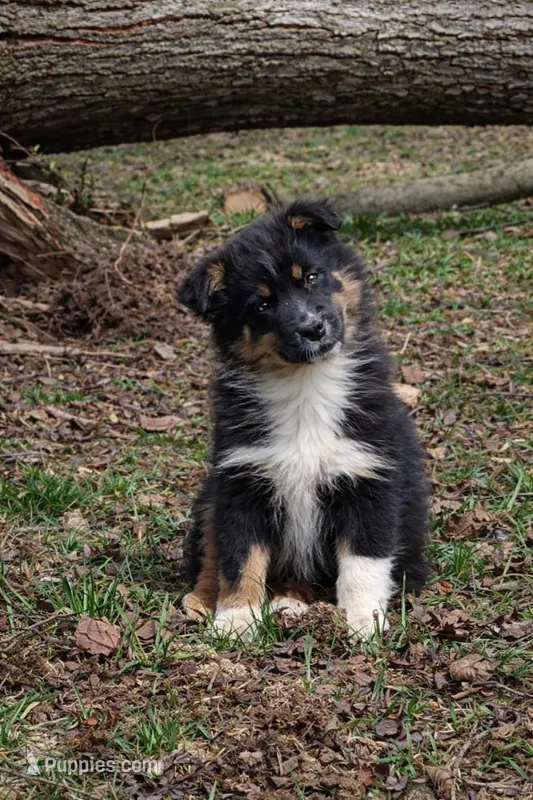 Sutton  – Australian Shepherd puppy for sale in Narvon, PA