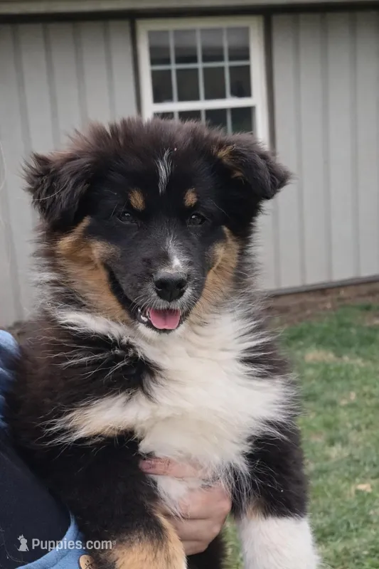 Sutton  – Australian Shepherd puppy for sale in Narvon, PA