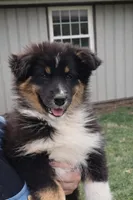 Sutton , a female Australian Shepherd for sale in Narvon, PA – Photo 1 of 6