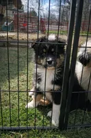 Sutton , a female Australian Shepherd for sale in Narvon, PA – Photo 4 of 6