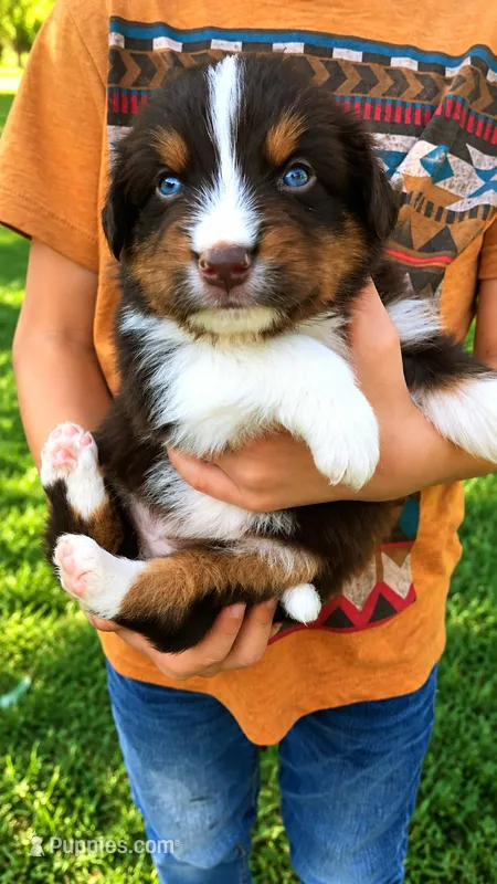 Harley  – Australian Shepherd puppy for sale in Narvon, PA