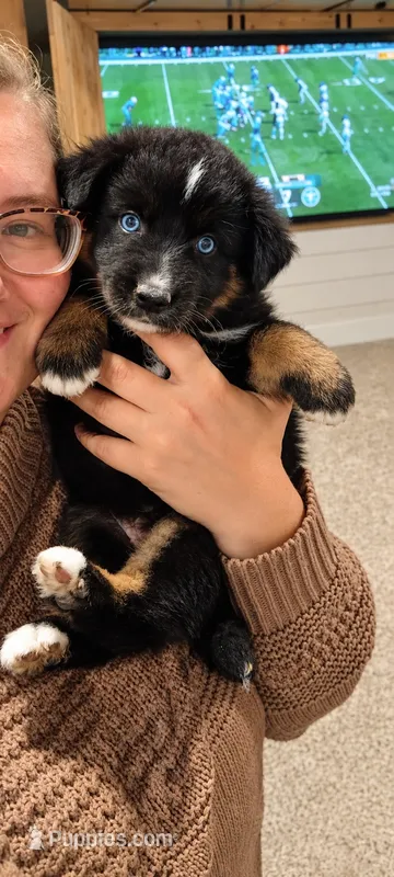 Cayce  – Australian Shepherd puppy for sale in Narvon, PA