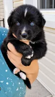 Cayce , a male Australian Shepherd for sale in Narvon, PA – 2 of 4