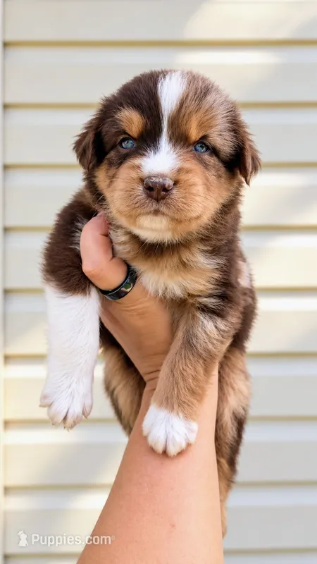 Boone  – Australian Shepherd puppy for sale in Narvon, PA