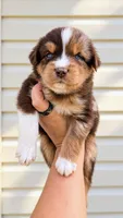 Boone , a male Australian Shepherd for sale in Narvon, PA – 1 of 10