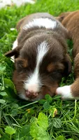 Harley , a male Australian Shepherd for sale in Narvon, PA – 5 of 6