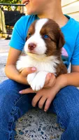 Canyon , a male Australian Shepherd for sale in Narvon, PA – 3 of 7