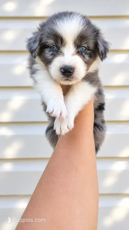 Oakley  – Australian Shepherd puppy for sale in Narvon, PA