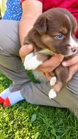 Hadley , a female Australian Shepherd for sale in Narvon, PA – 2 of 4