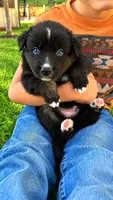 Cayce , a male Australian Shepherd for sale in Narvon, PA – 4 of 4