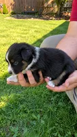 Knox, a male Australian Shepherd for sale in Narvon, PA – 4 of 4