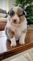 Lainey , a female Australian Shepherd for sale in Narvon, PA – Photo 2 of 2