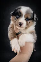 Lainey , a female Australian Shepherd for sale in Narvon, PA – Photo 1 of 2