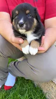 Sutton , a male Australian Shepherd for sale in Narvon, PA – 2 of 4