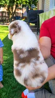 June , a female Australian Shepherd for sale in Narvon, PA – 3 of 6