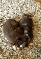 Boone , a male Australian Shepherd for sale in Narvon, PA – 10 of 10