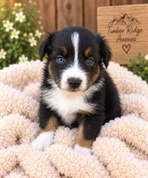 Huston , a male Australian Shepherd for sale in Narvon, PA – 4 of 4