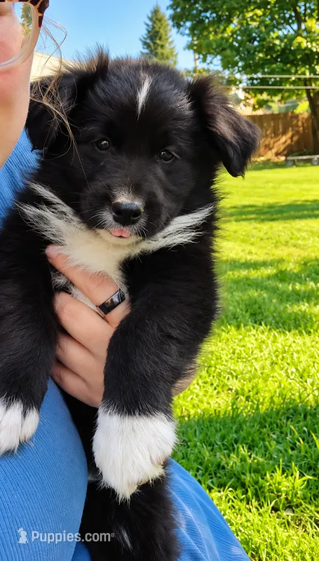 Cash  – Australian Shepherd puppy for sale in Narvon, PA