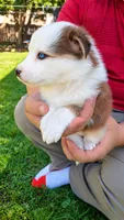 River , a male Australian Shepherd for sale in Narvon, PA – 4 of 4