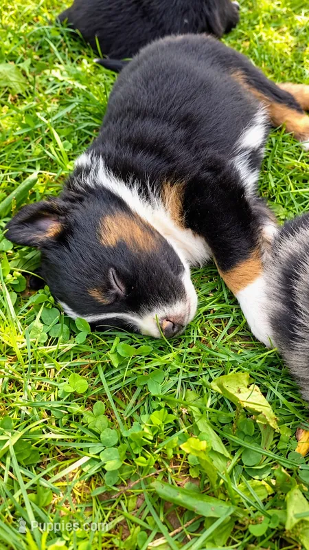 Sutton  – Australian Shepherd puppy for sale in Narvon, PA