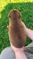 Hadley , a female Australian Shepherd for sale in Narvon, PA – 4 of 4