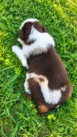 Rhett, a male Australian Shepherd for sale in Narvon, PA – 4 of 5