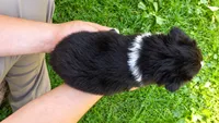 Knox, a male Australian Shepherd for sale in Narvon, PA – 3 of 4