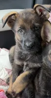Luci , a female German Shepherd Dog for sale in Purvis, MS – 4 of 4