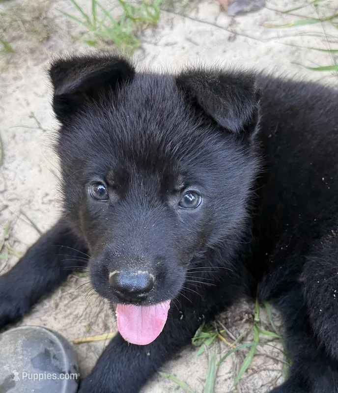 Dark – German Shepherd Dog puppy for sale in Purvis, MS