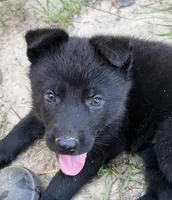 Dark, a female German Shepherd Dog for sale in Purvis, MS – 1 of 2
