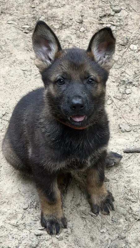 Luci  – German Shepherd Dog puppy for sale in Purvis, MS