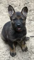 Luci , a female German Shepherd Dog for sale in Purvis, MS – 1 of 4