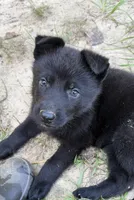 Dark, a female German Shepherd Dog for sale in Purvis, MS – 2 of 2