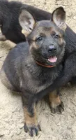 Luci , a female German Shepherd Dog for sale in Purvis, MS – 3 of 4