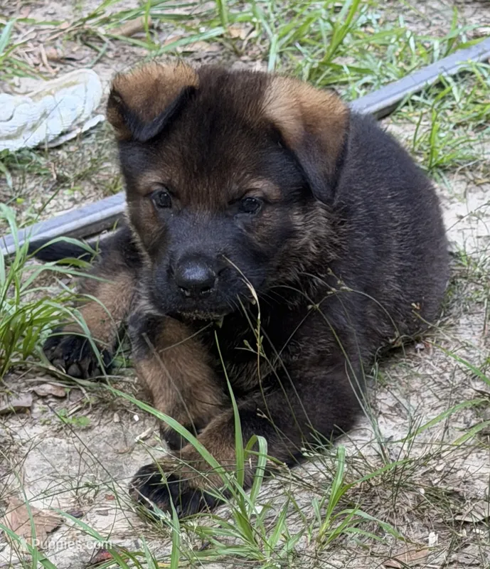 Jax  – German Shepherd Dog puppy for sale in Purvis, MS