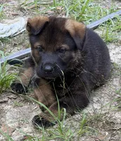 Jax , a male German Shepherd Dog for sale in Purvis, MS – 1 of 1
