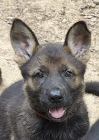 Luci , a female German Shepherd Dog for sale in Purvis, MS – 2 of 4