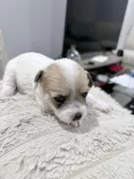 N/A, a male Maltese and Yorkshire Terrier for sale in Philadelphia, PA – Photo 2 of 7