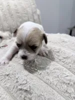 N/A, a male Maltese and Yorkshire Terrier for sale in Philadelphia, PA – Photo 3 of 7